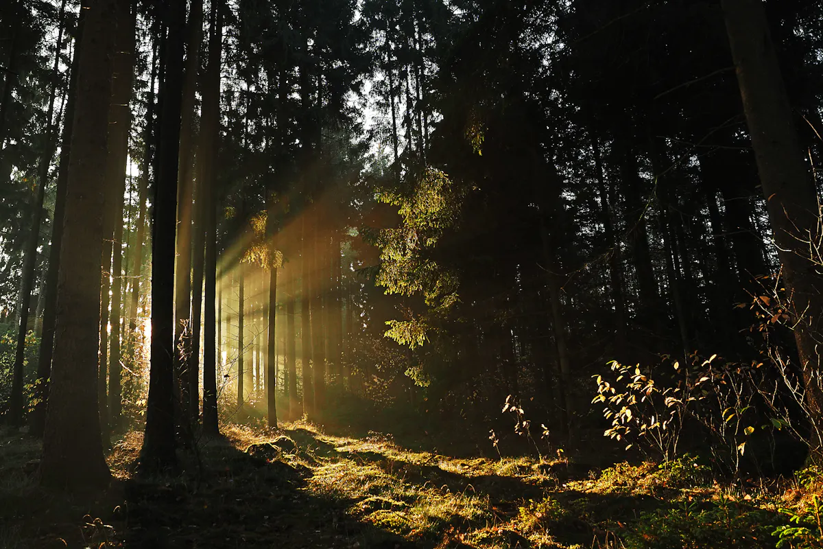 Sunlight falling through a deep green forest
