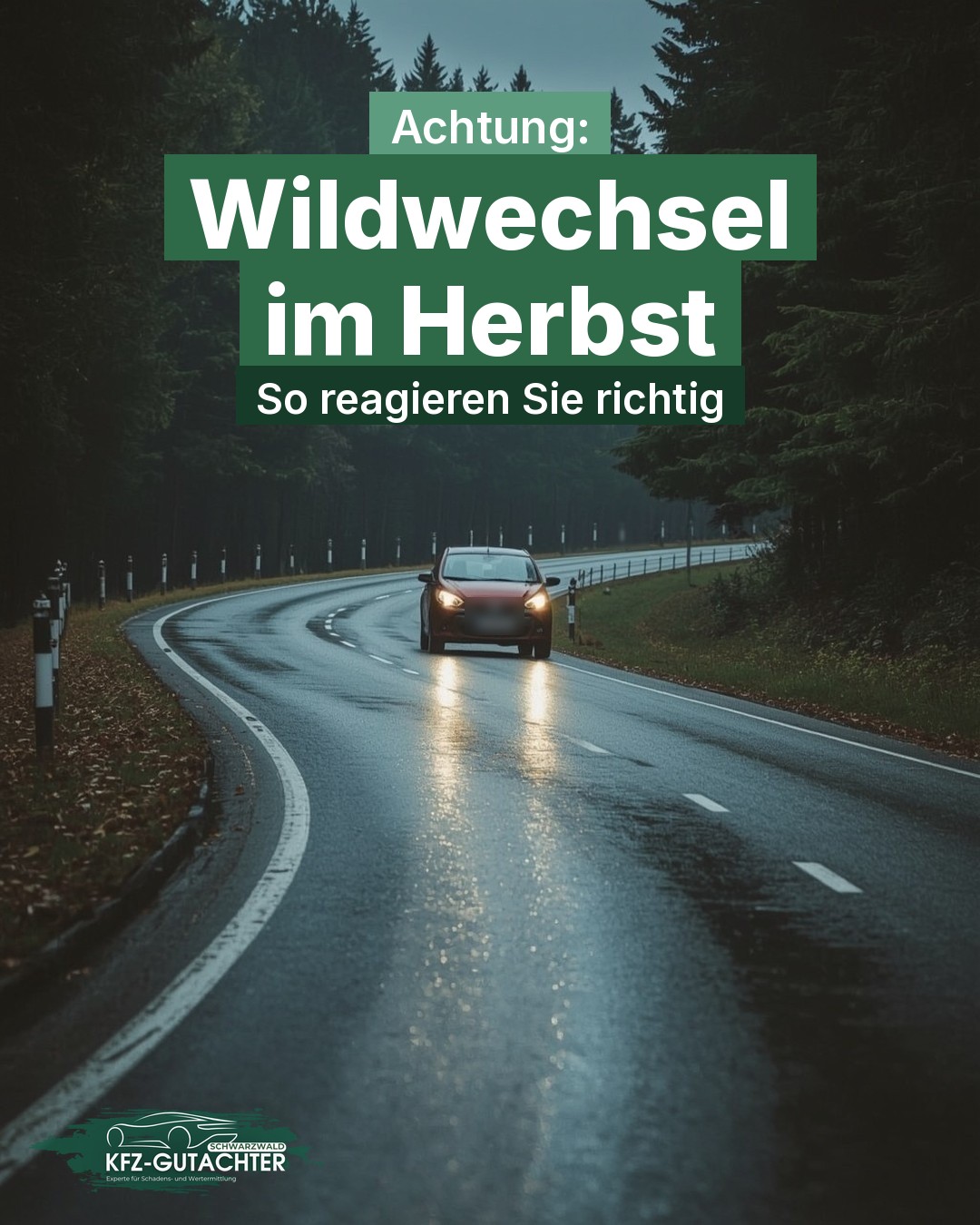 Infografik: Waldstraße im Schwarzwald in der Dämmerung mit entgegenkommendem Auto, darüber der Text „Achtung: Wildwechsel im Herbst – So reagieren Sie richtig“